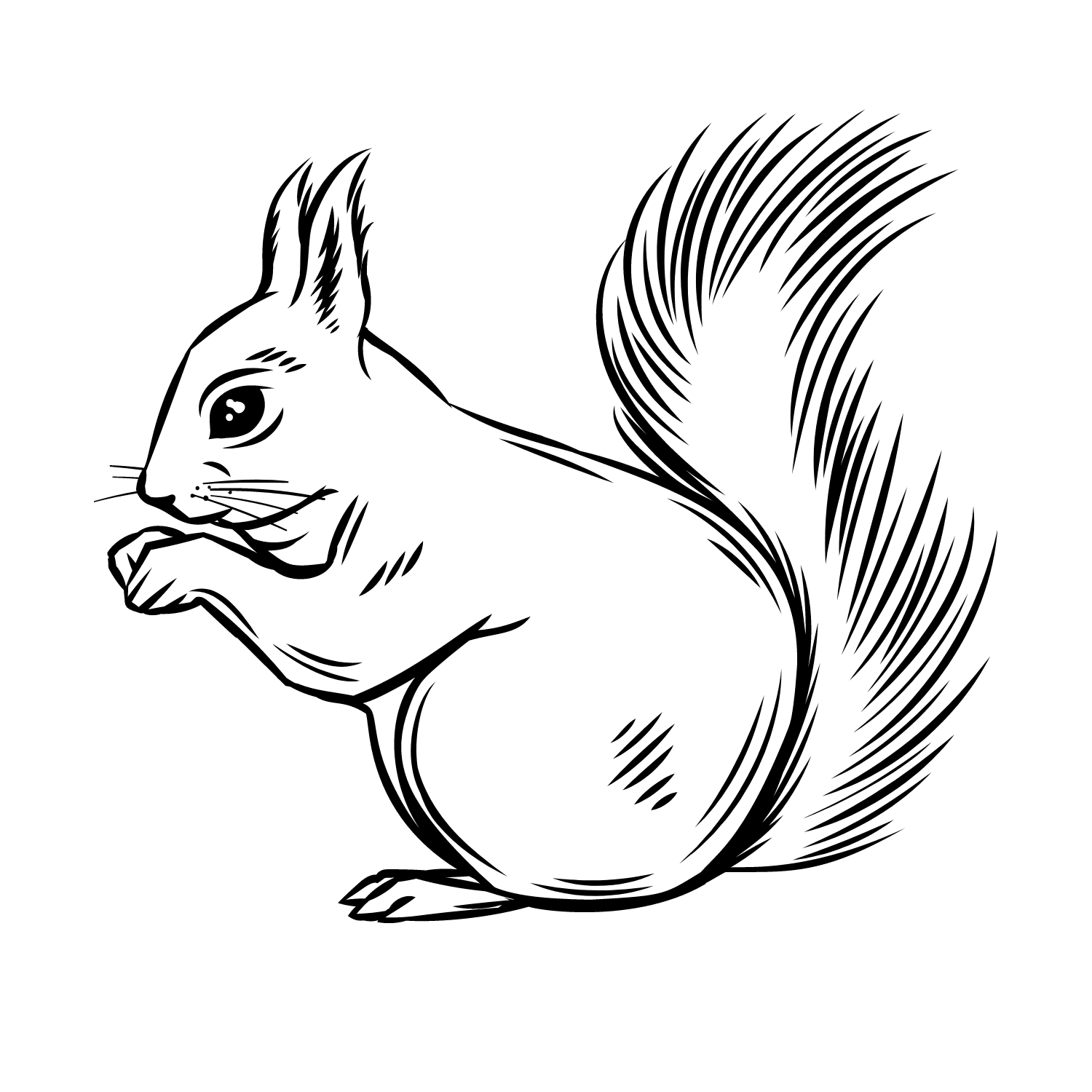 squirrel